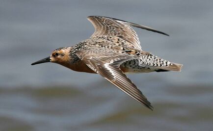 Calentamiento del Ártico amenaza supervivencia de una especie de aves