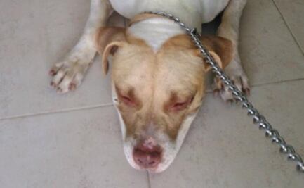 Pitbull se queda sin alimento y se come a su dueño en Xochimilco