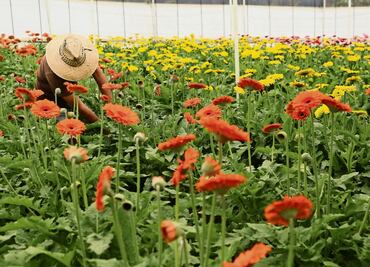 Extorsiones de “La Familia Michoacana” golpean a floricultores en Edomex