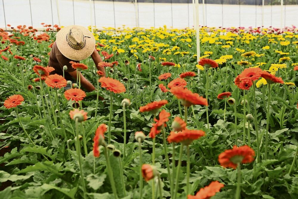 Floricultores de municipios como Villa Guerrero, Tenancingo y Coatepec Harinas viven amenazados por grupos criminales. Foto: Archivo / EL UNIVERSAL
