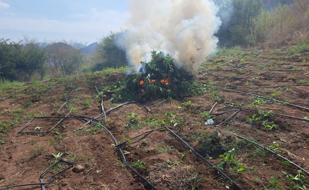 En apoyo a la Fiscalía General de la República (FGR), personal de la Marina Armada localizó y erradicó un plantío de marihuana en inmediaciones del Zalate de los Ibarra. Foto: Especial