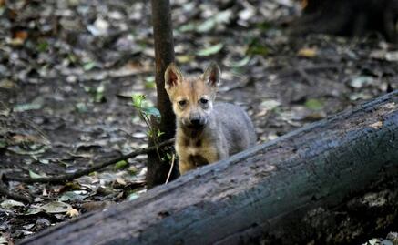 Nacen siete crías de Lobo Mexicano en el zoológico Los Coyotes
