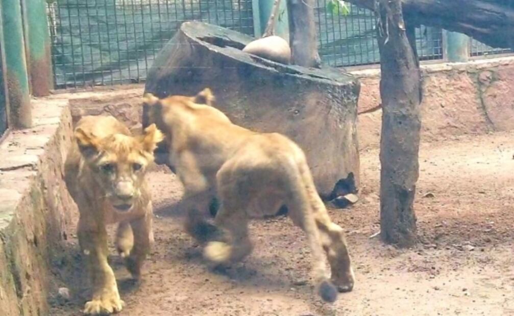 Llega pareja de cachorros de león africano a zoológico de Sinaloa