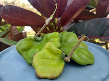 ¿Qué es la parota y cuáles son sus beneficios?