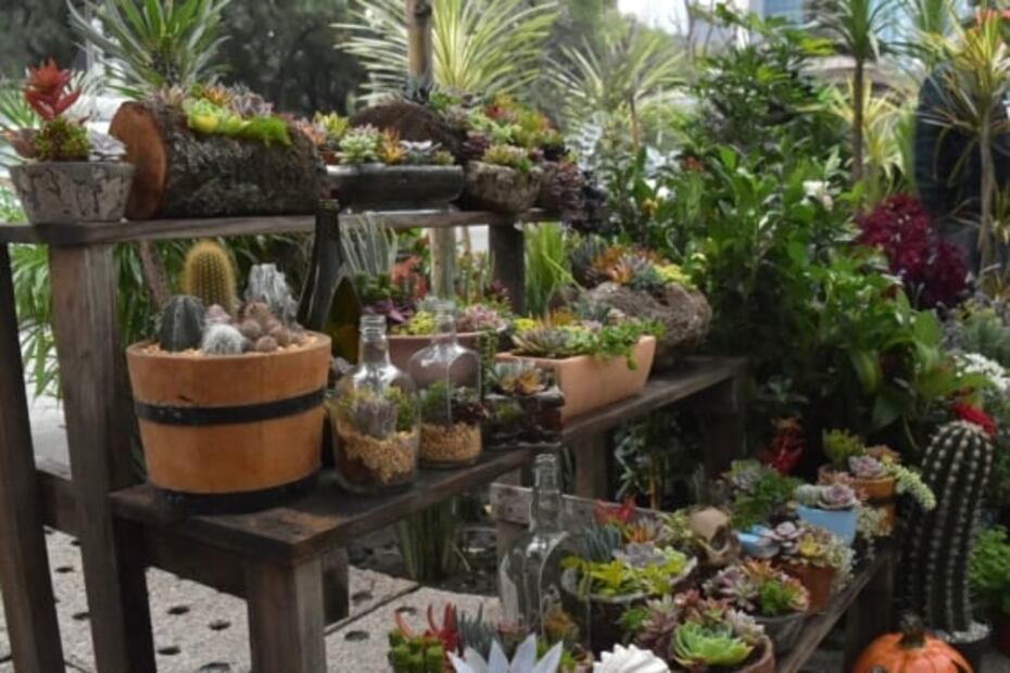 Llega a Paseo de la Reforma el “Festival Flores de Otoño”; hay 142 productores