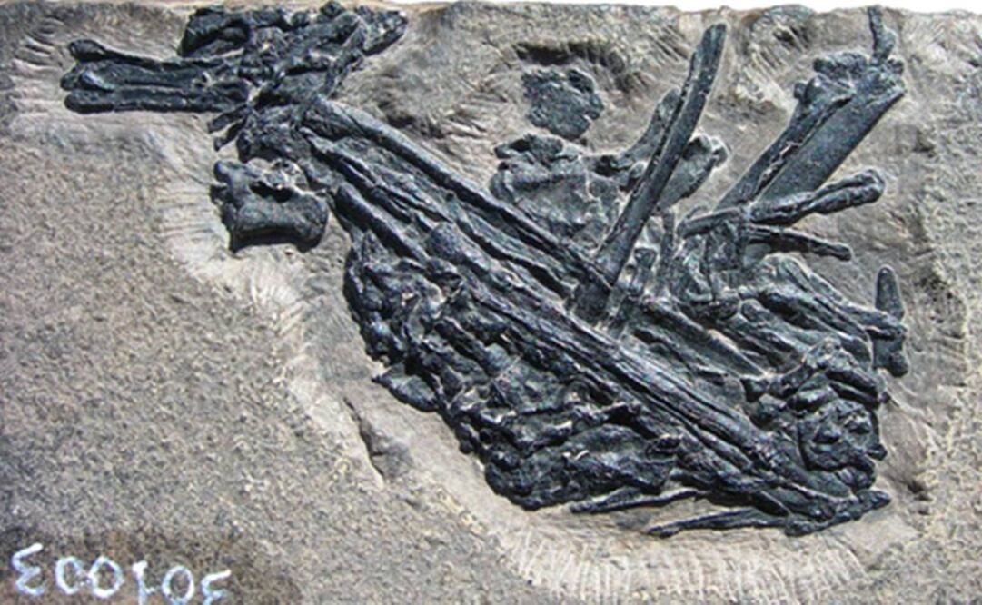 Un protorosaurio de hace 215 millones de años que fue comido por el pez. Foto: Plos One
