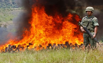 Incineran siete mil 500 plantas de marihuana en Jalisco