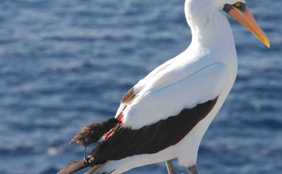 Una pequeña ave vampiro le extrae sangre a un piquero de Nazca sin que éste se de cuenta. Foto: AP