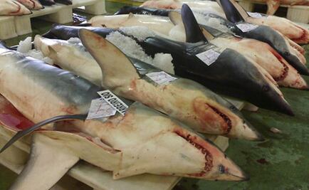 La sobrepesca amenaza a los tiburones oceánicos