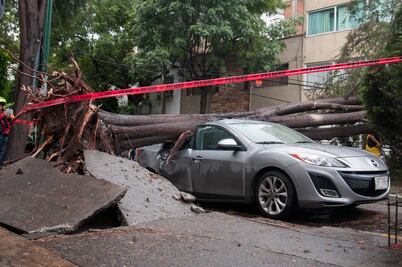 Caen 23 árboles y 4 espectaculares tras lluvias en DF