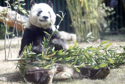 Entérate. El zoológico de Chapultepec cumple 92 años
