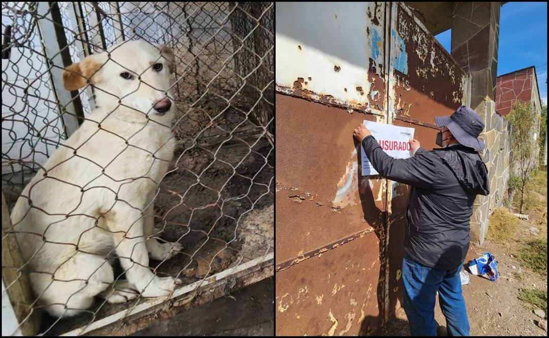 Denuncian fosa clandestina y lomitos hacinados en supuesto antirrábico de Zumpango. Fotos: Especial