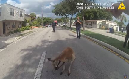 Captan a canguro en calles de Florida; dueño enfrenta cargos