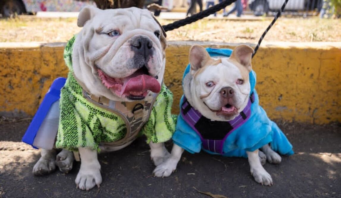 Clara Brugada lanza mega jornada de esterilización en CDMX; meta es 150 mil cirugías gratuitas en 2026. Foto: Especial