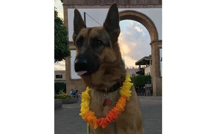 Alertan por presunto envenenamiento de perros en parque de León