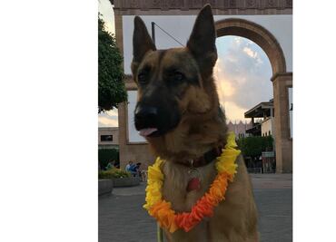 Alertan por presunto envenenamiento de perros en parque de León