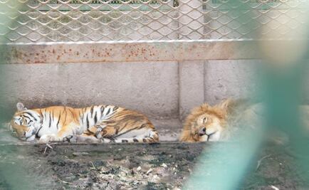 Aseguran 135 ejemplares de vida silvestre en Morelos