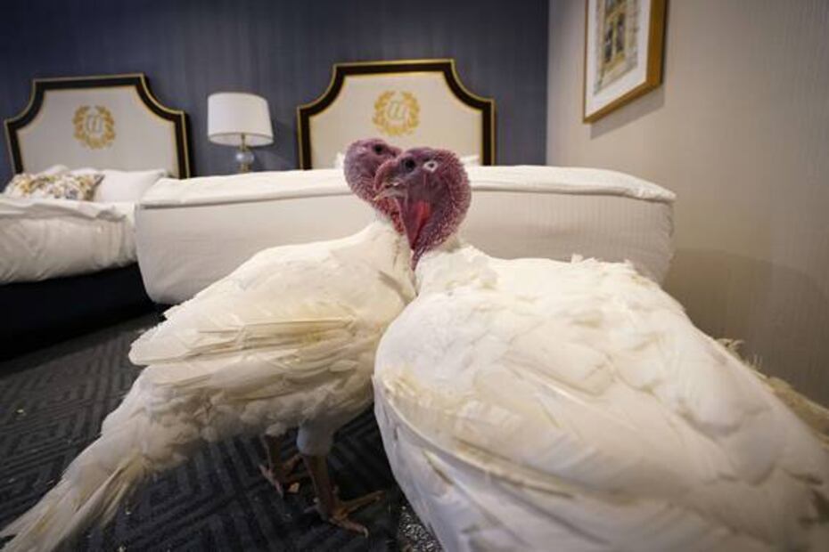 Bread y Butter: los pavos futboleros que esperan el indulto de Trump