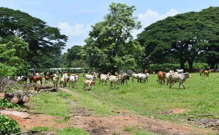 Aseguran 231 bovinos en dos ranchos de Chiapas; aplican operativo contra plaga del gusano barrenador