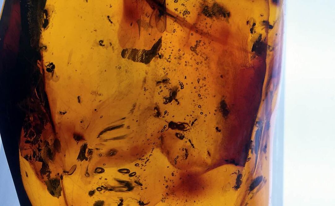 El fósil está atrapado en una pieza de ámbar