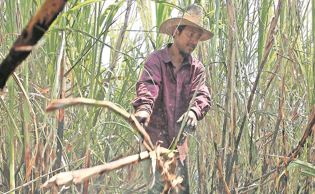 La falta de lluvia en EU llevó al Departamento de Agricultura a elevar la cuota de importación sin arancel de azúcar mexicana. Foto: ARCHIVO EL UNIVERSAL