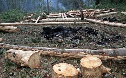 Busca Batres "dotar de más dientes" a la CDMX con iniciativa para la conservación de bosques