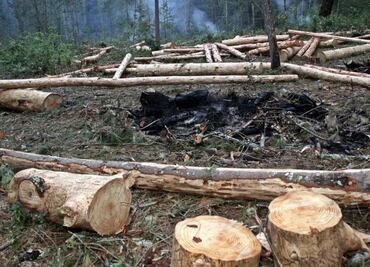 Busca Batres "dotar de más dientes" a la CDMX con iniciativa para la conservación de bosques