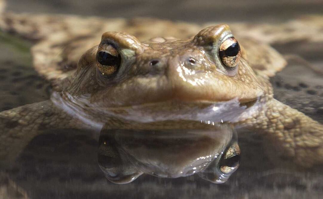 Sapo toma el Sol (No es la especie Rhinella festae). Foto: EFE/Arno Balzarini, archivo