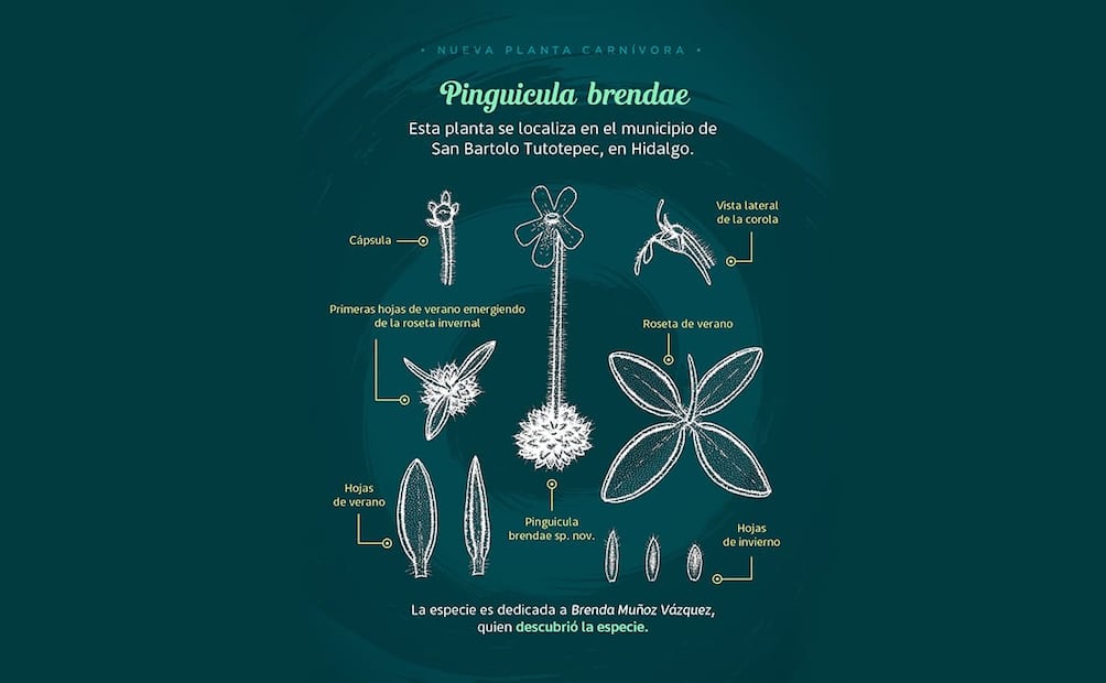 Pinguicula brendae, perteneciente a la familia Lentibulariaceae. Foto: Cortesía