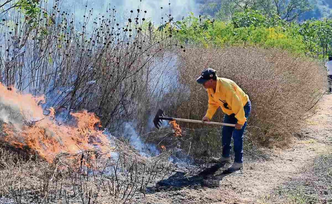 Las lluvias en 2025 hicieron que proliferara la vegetación, lo que dejó gran cantidad de combustible para incendios, explicó Probosque. Foto: Especial