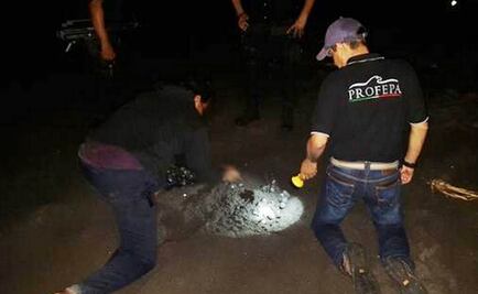 Recuperan 5 mil huevos de tortuga en Oaxaca y Colima