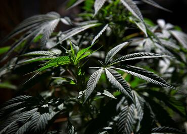 Ven en el Senado regulación de marihuana como fuente de ingresos para el gobierno