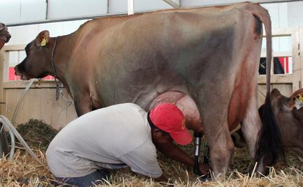 Financian bancos y empresas a pequeños ganaderos lecheros en el sur del país