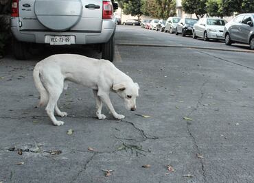 Proponen tipificar el abandono animal como delito en la CDMX; castigo de hasta tres años de prisión
