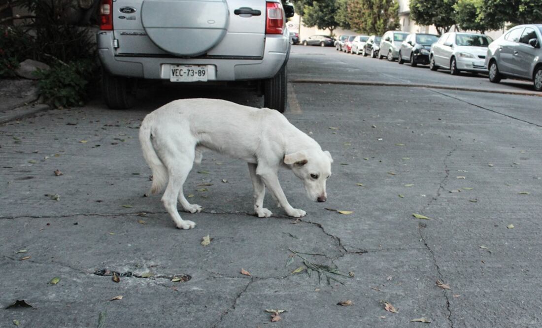 Foto: El Universal San Luis Potosí