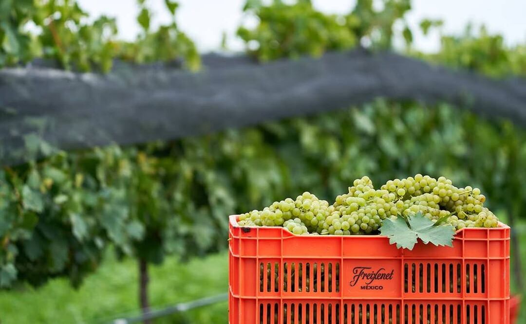 Sala Vivé, de Freixenet México, recibe certificación sustentable. Foto: Instagram