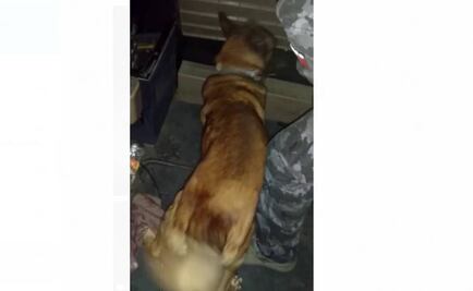 Perro de la PGR halla casi 700 mil pesos en camión