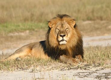 Cecil, la emoción de la caza y la extinción de especies