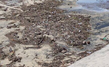 "Narda" destruyó 4 millones de huevos de tortuga en Oaxaca