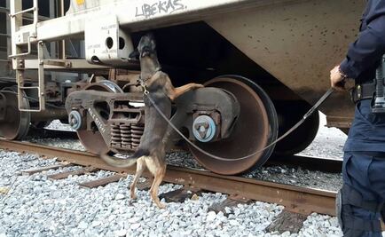 Aseguran tren con 40 Kg de marihuana en Tamaulipas