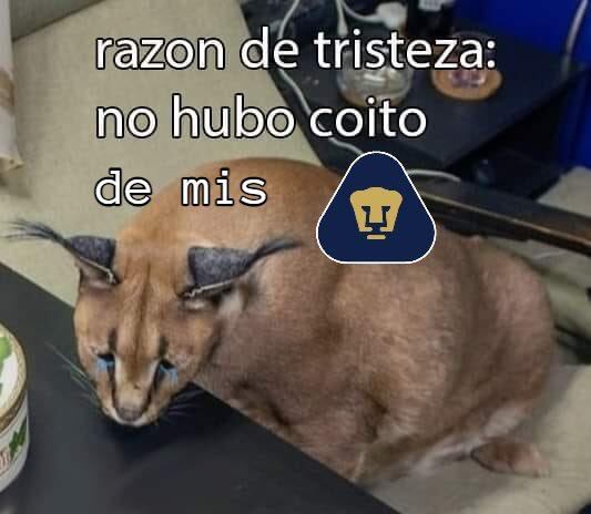 Pumas Memes