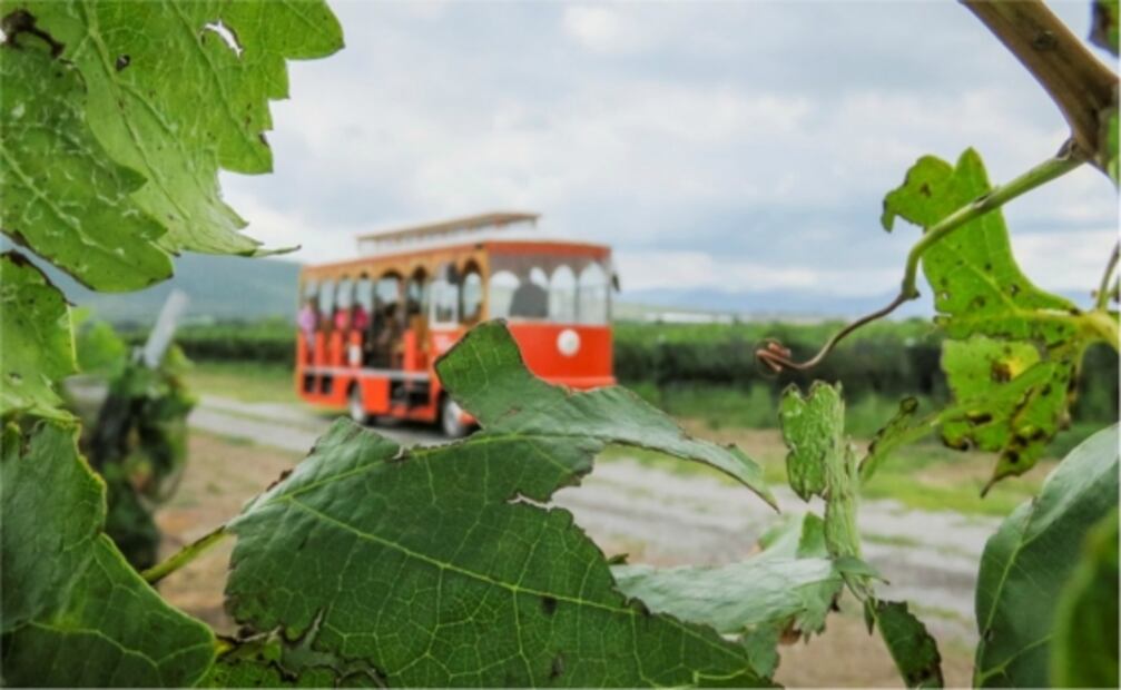 Cuánto cuesta visitar los viñedos de Querétaro un fin de semana