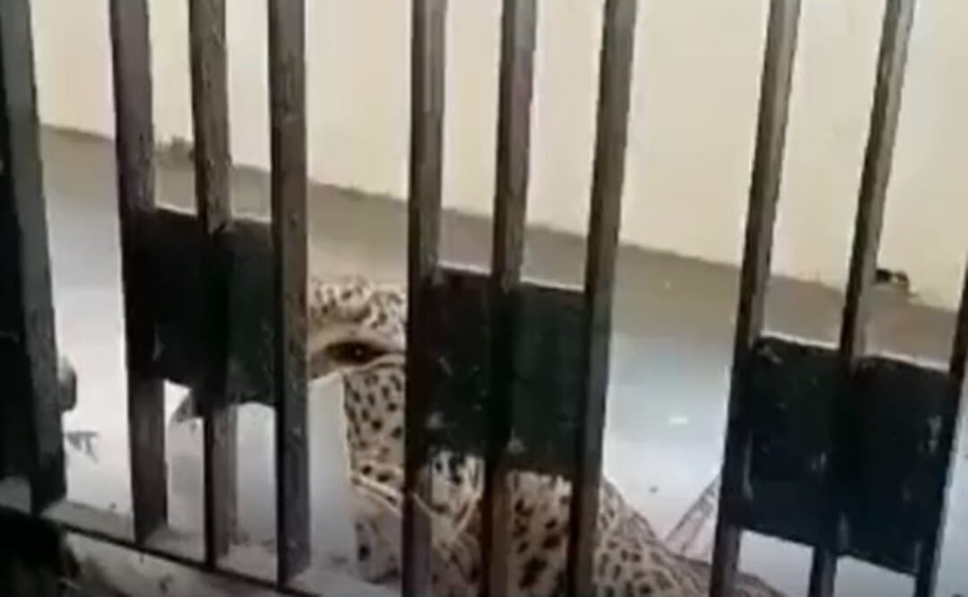 - Un leopardo se coló este miércoles en un tribunal de una localidad colindante con Nueva Delhi. Foto: Tomada del video