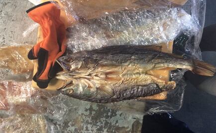 Aseguran 21 buches de totoaba en Aeropuerto de la CDMX 