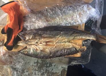 Aseguran 21 buches de totoaba en Aeropuerto de la CDMX