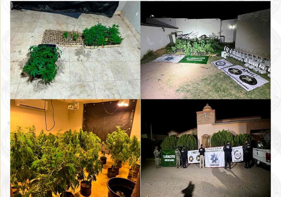 Fiscalía de Sonora asegura más de 200 plantas de marihuana en invernadero clandestino en Magdalena de Kino; no se reportan detenidos. Foto: Especial
