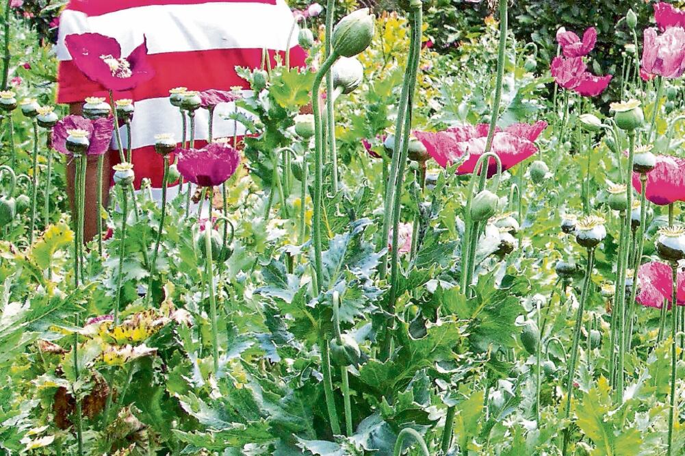 La Conadic realiza un análisis que permita saber qué tan importante es legalizar la planta (ARCHIVO EL UNIVERSAL)