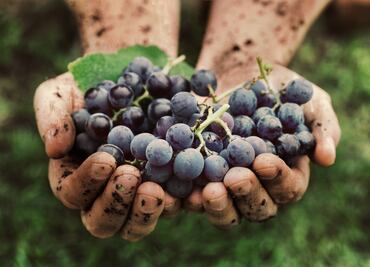 Lo que tienes que saber sobre la legislación del vino mexicano