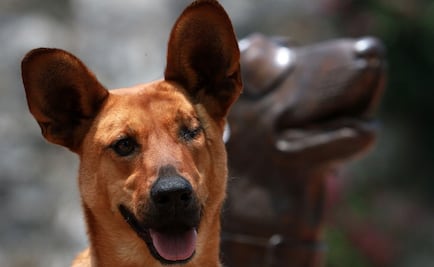 Rosseta, la perrita que evita la entrada de enfermedades a México