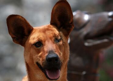 Rosseta, la perrita que evita la entrada de enfermedades a México